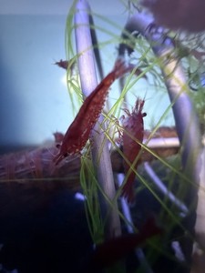 10 + 2 Neocaridina Aquarium Shrimp - 100% Live Guarantee - A + GRADE BLOODY MARY