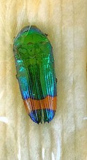 Buprestidae for collectors | rare Jewel Beetles