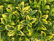Euonymus Golden Quinten ® in 2 litre pot evergreen upright