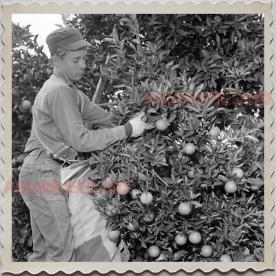 Photo Vintage USA 1950 – City Polk Floride, Camion Ferme Orange – Tirage Original 4x4 (années 40-50)