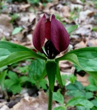 10  PRAIRIE TRILLIUM RECURVATUM PREMIUM NATIVE WOODLAND   BARE ROOT STOCK