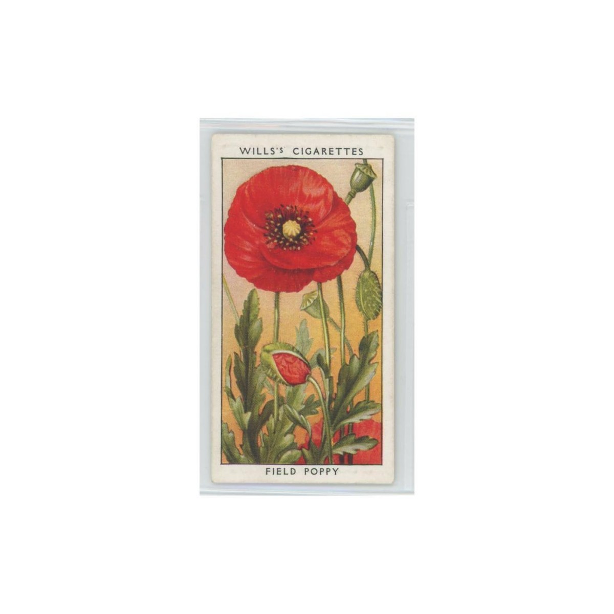 poppy cigarettes 1936 Wills' Cigarettes Wild Flowers Field Poppy #29