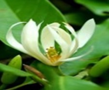 Magnolia White Champaca Absolute Pure Essential Oil 100 ML Free Carrier oil