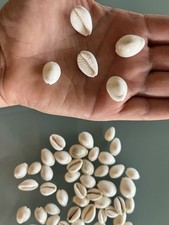 100 Small Ringtop Cowrie Shells 1/2