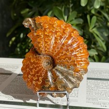 151g Rare natural polished Natural conch fossil specimens Healing-Madagascar