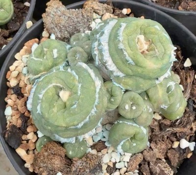 Sale Rare Plant L F Cristata WYSIWYG Self Rooted Garden Multi Heads pot 14cm