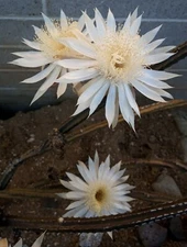 PENIOCEREUS GREGGII *25 seeds* Night Blooming Cereus Tuber Caudex Cactus 