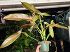 Philodendron mexicanum Plant in 5" Pot 16" Tall 28" Wide — photo 3