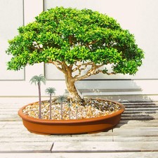 25Pcs Durable Green Palm Tree Model Trees for Scenic Architecture and DIY Crafts