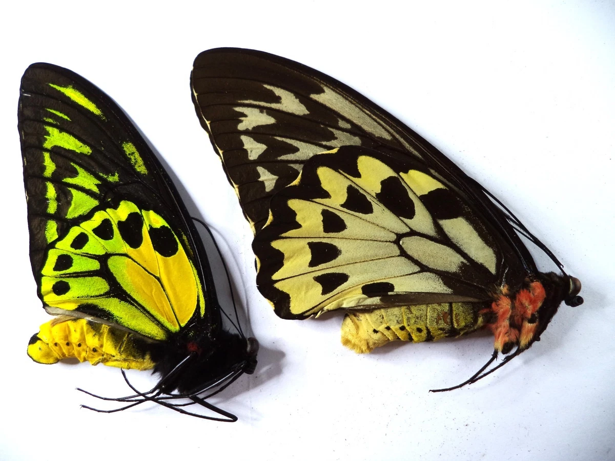 Ornithoptera Butterfly for sale | eBay
