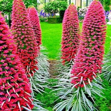 20 TOWER OF JEWELS (Echium Wildpretii) Red Hummingbird Flower Plant Garden Seeds