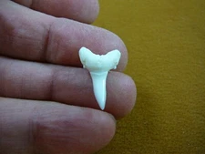 s1914-55) 7/8" white Modern Lemon SHARK TOOTH made 4 You pendant sharks jewelry