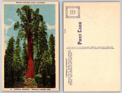 Sequoia National Park California General Sherman Tree Postcard