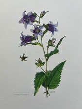 Vintage Bellflower Botanical Print, 1960s French Biology Illustration