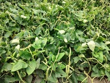 50 Bush Long Bean seeds