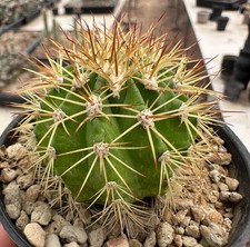 Melocactus broadwayi x perezassoi from see-d Euphorbia Copiapoa dorstenia
