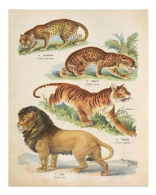 Vintage Gro�katzen Wandkunst Illustrierte Wildtier Dekoration Gro�e Ka