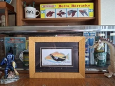 Vintage Old Aquarium Huma Huma Nuka Nuka Apua Trigger Fish Signed Framed Print