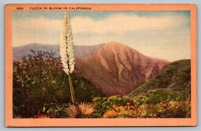 Vintage Linen Postcard Yucca in Bloom California Foothills 1948 Longshaw
