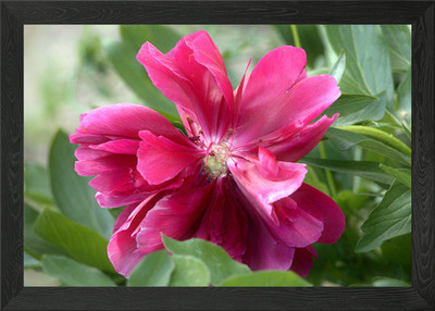 Blühende rosa Pfingstrose Blume Nahaufnahme gerahmtes Wandbild Poster Leinwanddruck Bild