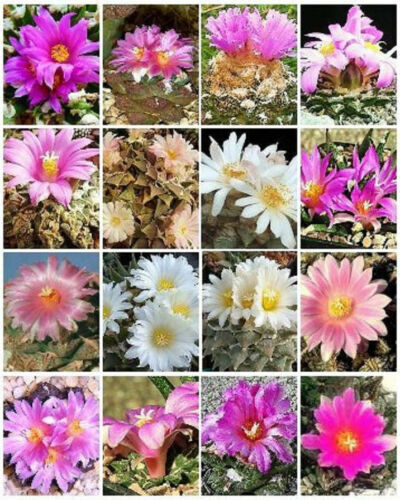 Conophytum Quaesitum Cactus Esotici Rari Pietre Vive Mesemb Cactus Seme 15 Semi - Foto 8