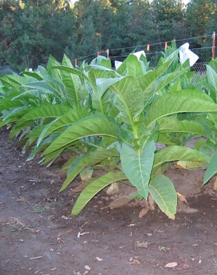 criollo tobacco seeds 1000 Bolivian Criollo Black Tobacco Seeds ~ Heirloom Dark ~ Heavy Producer