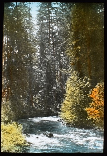 ANTIQUE Magic Lantern Slide FIRS TREES AROUND STREAM C1910 PHOTO TREE ...