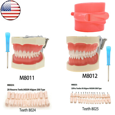 US Dental Typodont Teeth Model fits Kilgore NISSIN 200/500 Type Removable Teeth