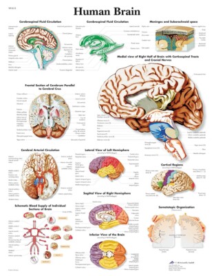 3B Anatomical Chart - Human Brain 19.7 x 26.4 in 3B Anatomical Chart - Human Brain 19.7 x 26.4 in