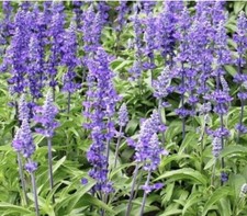 Chia Seeds for planting, Salvia Hispanica - 1000 Seeds 2025 - USA