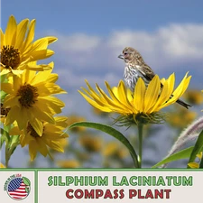 10 Compass Plant Seeds, Silphium laciniatum, Native Wildflower, Genuine USA
