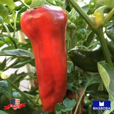 90 Pepper Fresh Seeds Sweet - Corno Di Toro - Rosso Non-GMO Heirloom Vegetable