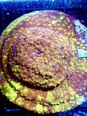 Coral Beauties Aquatics Grafted Stranger Things Csyphastreea - Truly Unique!