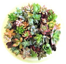 30 ROSETTES 15 Varieties Succulent 1-2" Cuttings Fairy Garden, Wedding Favor