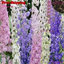 Rocket Larkspur Seeds | Delphinium Ajacis - Larkspur Seeds Mix | Flower Seeds