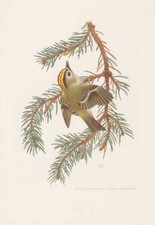 Wintergoldhähnchen Regulus regulus Farbdruck von 1956 Ornithologie