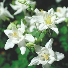 Crystal Star Columbine Seeds | Non-GMO | Free Shipping | Seed Store | 1217
