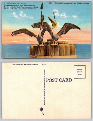 Permanent Inhabitants Of Sunny Florida Postcard