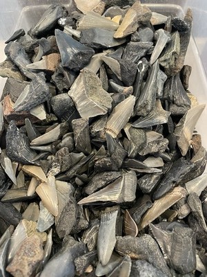 Lot of 5 Fossil Shark Teeth | Megalodon Great White Mako Hemi Angustiden Etc. |