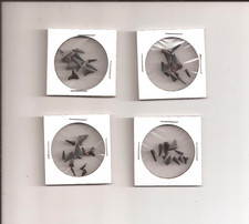 Small Shark Teeth Lot of 40 Mixed Lot Small Shark Teeth Free Shipping T2