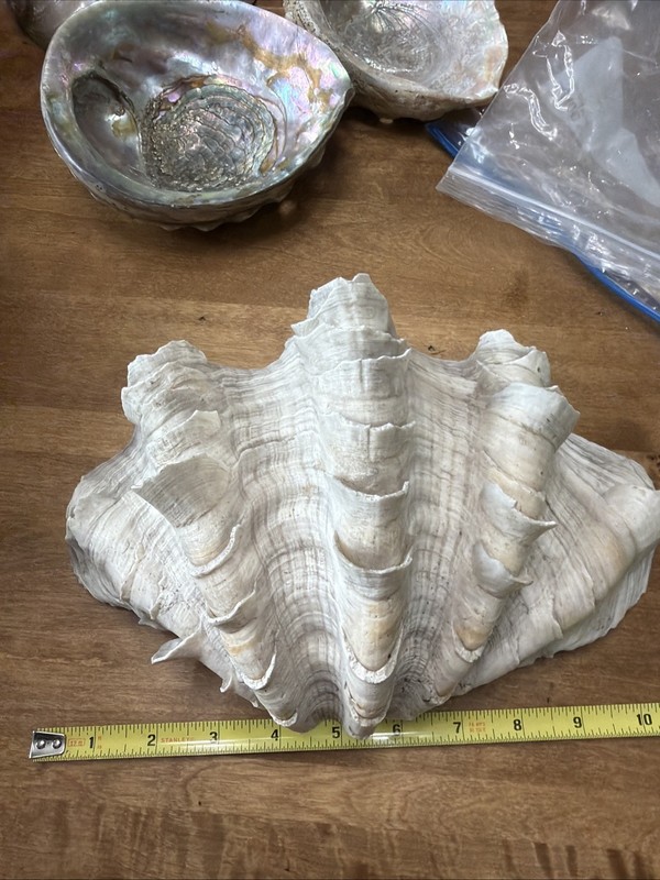 LARGE NATURAL REAL HALF CLAM SHELL  10.5" X 7.5"