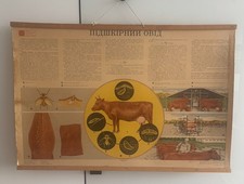 RARE Vintage Ukrainian Veterinary Wall Chart Warble Fly Cattle Parasite Wood 75