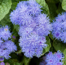 AGERATUM FLOWER SEEDS 1000 DWARF BLUE MINK annual WILDFLOWER garden FREE SHIP