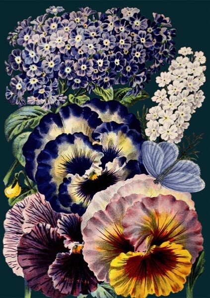 Midnight Pansies Art Blank Greeting / Birthday Card - Botanical Flowers  Vintage