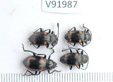 V91987. Insects, Beetles, Carabidae. North Vietnam, Lai Chau