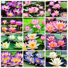 30 Mixed Miniature Water Lily & Lotus Seeds Vibrant Blooms for Bowls & white 