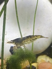 10 2 Amano - 100 Live Guarantee - Algae Eater - Freshwater - Aquarium Shrimp