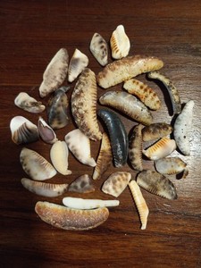 HAWAIIAN SEA SHELLS tiger cowrie halves & pieces 