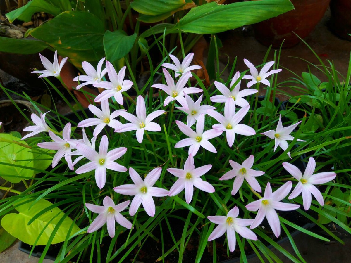1 Bulb Rain Lily💖Zephyranthes 'First Love'💖RainFairy