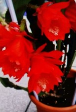 10×Epiphyllum Blattkaktus leuchtende große Blüte Unbewurzel Steklinge ca 15cm